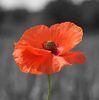 gcbpoppy